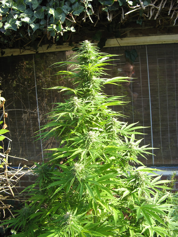 Kweek verslag Early california buitenteelt Kweek