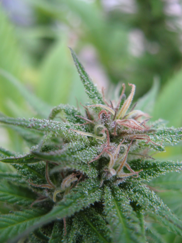 Kweek verslag Early california buitenteelt Kweek