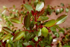 khat