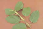 Kratom leaves