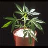 Growing marijuana