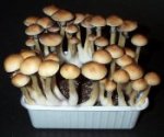 Psilocybe Cubensis