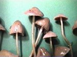 Psilocybe Pelliculosa
