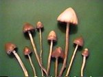 Psilocybe Semilanceata