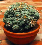 peyote cacti