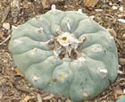 big peyote