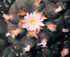 cacti peyote