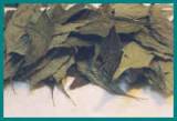 Salvia Divinorum
