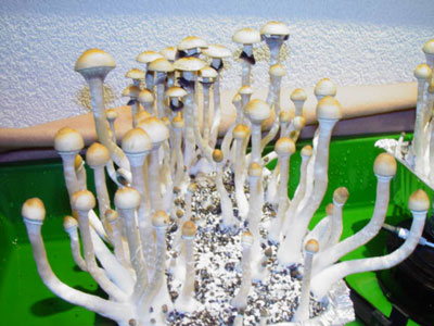 Growing Magic Mushrooms