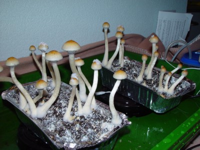 Growing Magic Mushrooms