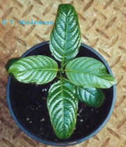 kratom