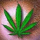 Weed Pictures