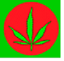 Cannabis leaves