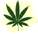 marijuana pictures