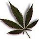 marijuana pictures