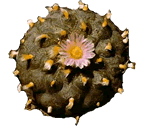 Mescaline