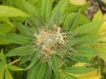 marijuana plant picture