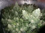 marijuana plant picture