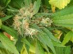 marijuana plant picture
