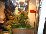 growing pictures