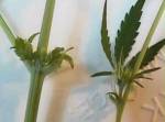 marijuana