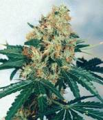 marijuana