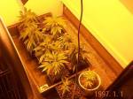 growing pictures