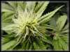 Cannabis Pictures