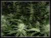 Pictures of weed