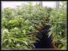 Pictures of weed