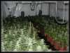 Marijuana Growing Pictures