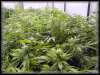 Marijuana Growing Pictures