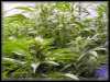 Marijuana Growing Pictures