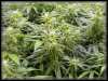Cannabis Pictures