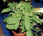 Salvia Divinorum